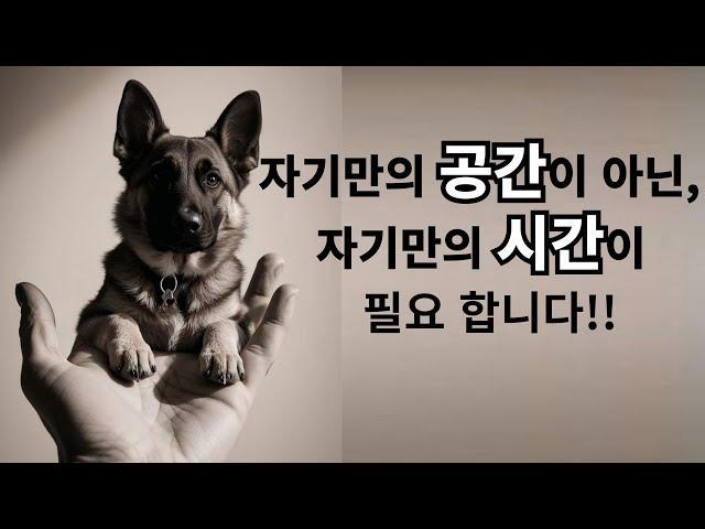 강아지에게는 자기만의 켄넬박스가 아니라, 자기만의 생각할 시간과 휴식이 더 필요합니다.