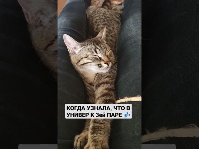 Кошка - балдежница #школа #казань #москва