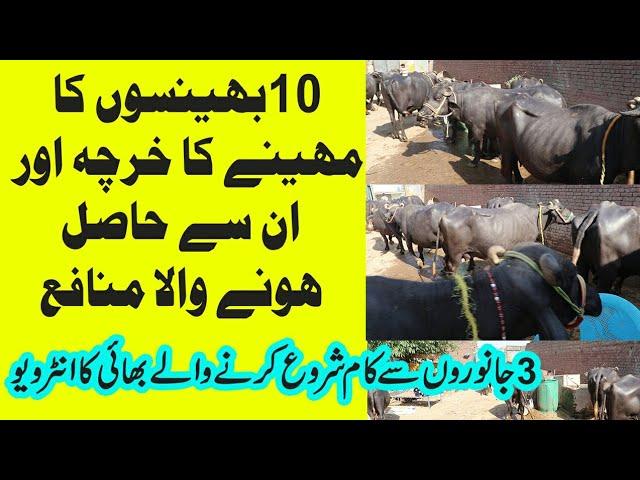 23 | Monthly Profit of 10 Buffaloes in Urdu || Buffaloes Farming in Pakistan in Urdu || Farming Tips