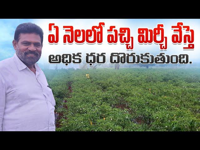 Mirchi Cultivation In Telugu | Green Chilliy | పచ్చి మిరప సాగు.