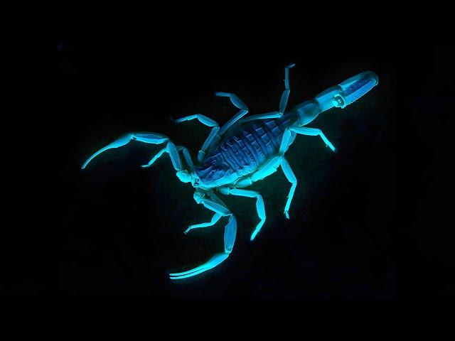 Deathstalker Scorpion  One of the Most Dangerous Arachnids on Earth!