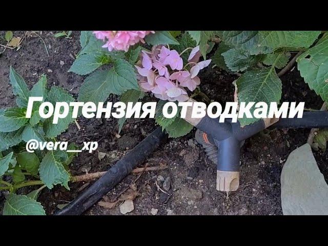 Размножение крупнолистной гортензии отводками. Мой удачный опыт размножения гортензии отводками.