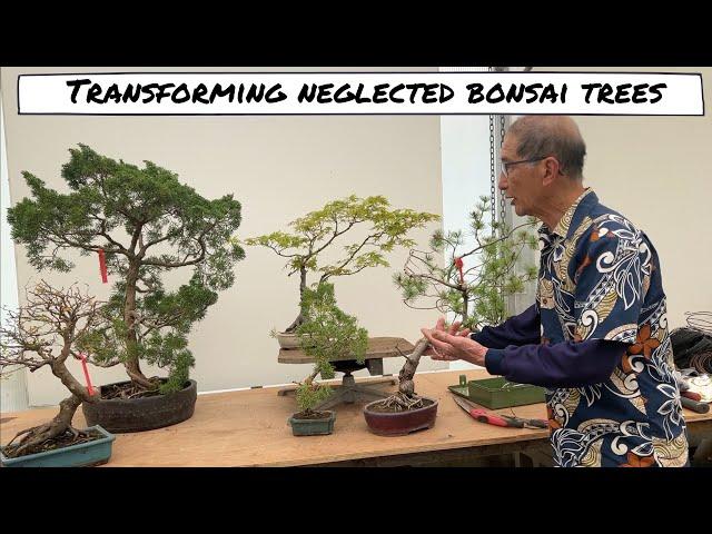 Transforming more Neglected Bonsai