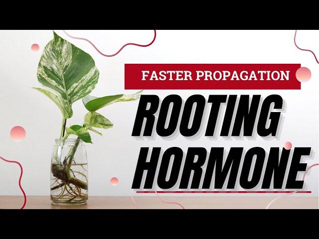 The Complete Guide To Rooting Hormones For Plant Propagation. The Science Behind DIY Vs. Bottled.