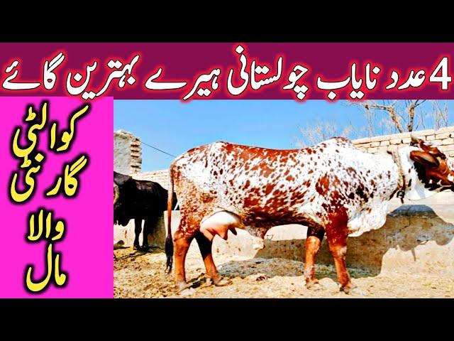 Best Quality Cholistani Sahiwal Cow Farm Near Luden Cow Mandi Hasil Pur || Global Village Farming