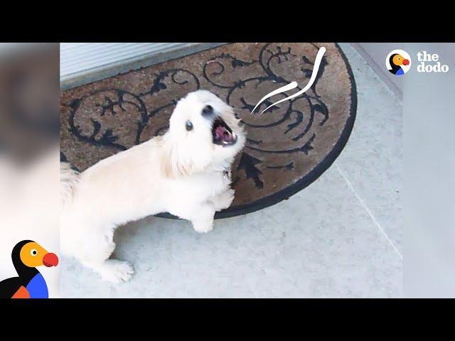 Dog Siblings Reunite After Four Months | The Dodo