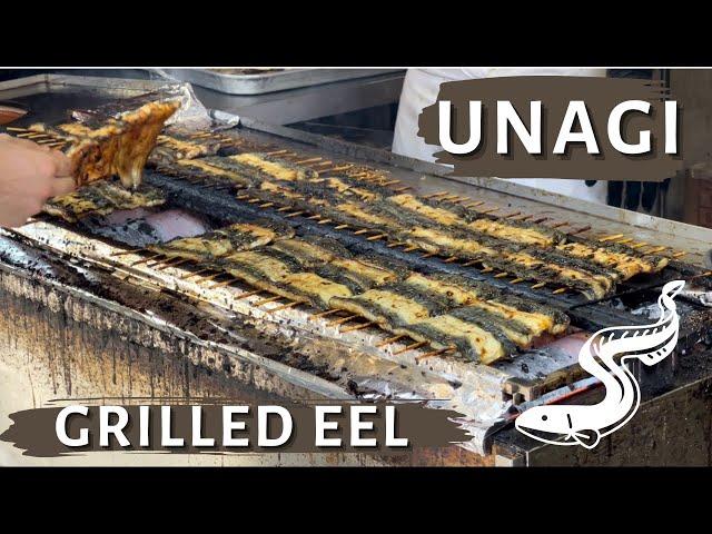 Grilled EEL(Unagi) Japanese Food  | How to fillet and grill eel