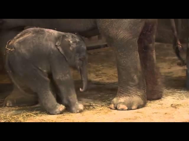 Baby elephant falls asleep