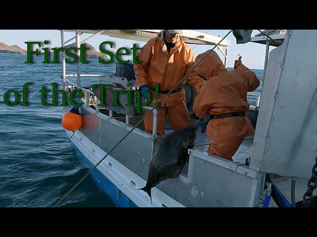 Hauling Our Shallow Set - Will We Catch Any Halibut?