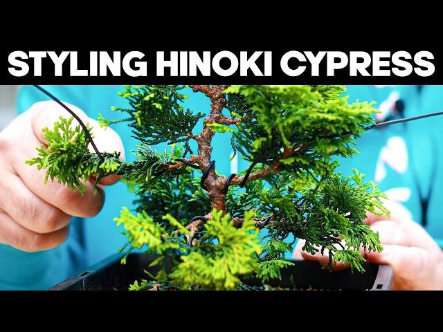 How To Style a Hinoki Cypress Bonsai for Beginners