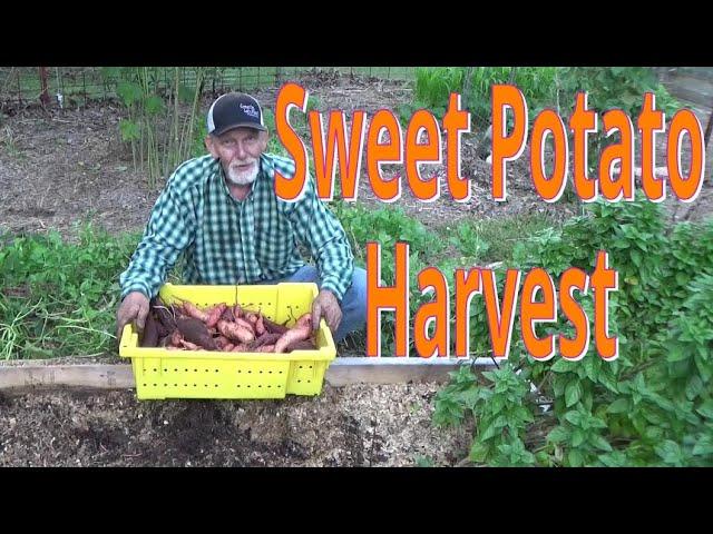 Sweet Potato Harvest From the Deep Mulch Garden 10-10-2023