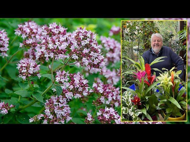 ORIGAN ET MARJOLAINE PLANTES AROMATIQUES AUX SUBTILES SAVEURS D’ITALIE. Le Quotidien du Jardin N°324