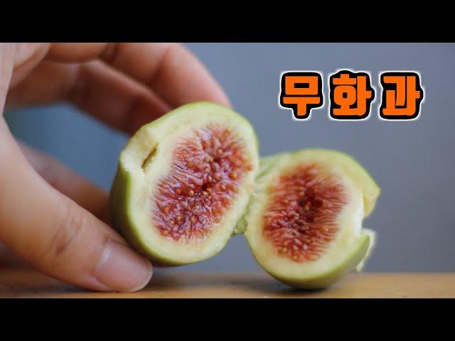 Harvesting Figs (Including 32 days of fruiting process)