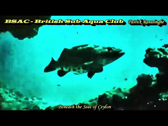 Beneath the Seas of Ceylon   BSAC   British Sub Aqua Club