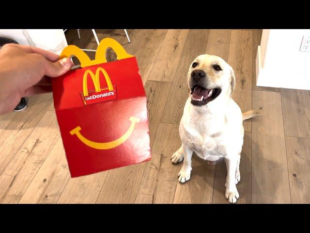 LABRADOR TRIES NEW MCDONALD'S HAPPY MEAL!!