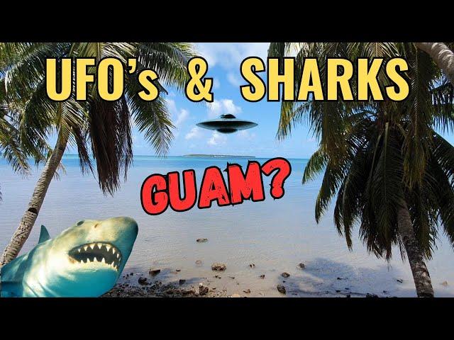 Not So Sure of the UFOs But The Sharks Are Real!