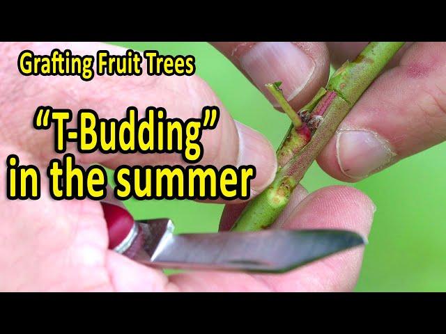 Grafting Fruit Trees | BUD Grafting or T-BUDDING Grafting Technique in late summer