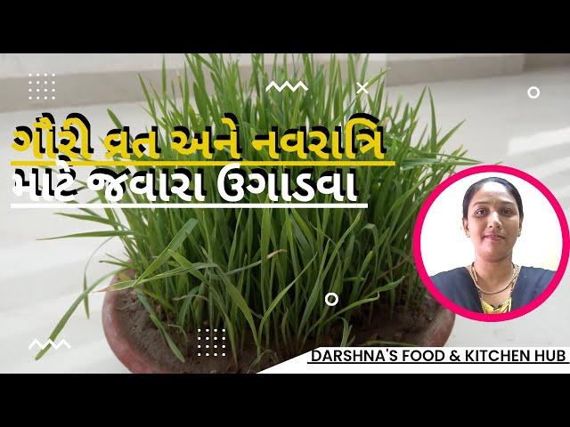 ગૌરી વ્રત કે નવરાત્રિ પર જવારા ઉગાડવા | How to grow wheatgrass | कंजलियाँ| भुजरियाँ | गेंहू के जवारे