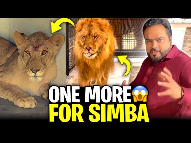 Simba ki 4 biwi simba kay naseeb ma sha Allah 