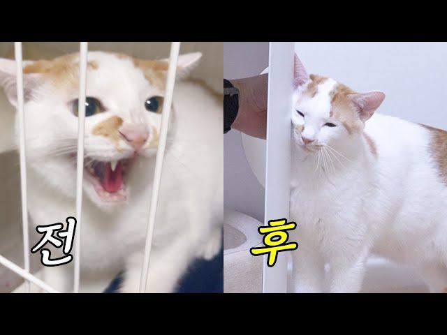 혹시 이용당한 걸까? 폭우 속에서 데려 온 두 고양이의 새 시작
