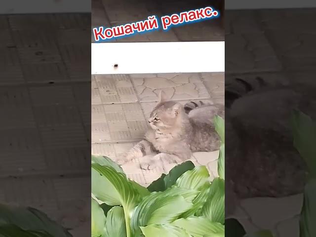 Кошачий релакс.