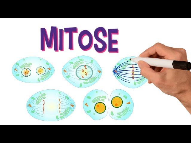  FASES DA MITOSE | DIVISÃO CELULAR