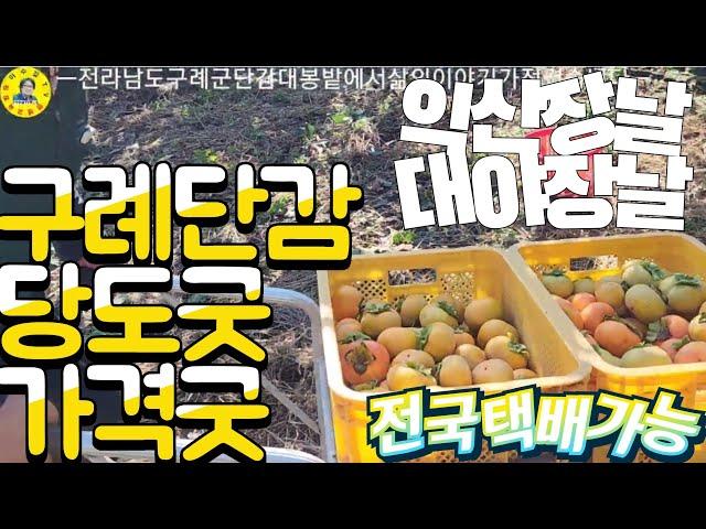 전남 구례군 단감/대봉 밭에서 체험도 하고 삶의 이야기도 들어보고 감종류,감시세도 알아보았습니다! 견문록삶1662/Gurye Sweet persimmons, korea