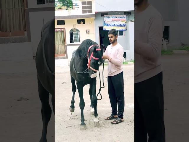 शेरा का धमाकेदार डांस SuRyA Stud Farm Barwani MP #horsedance #shorts #youtubeshorts