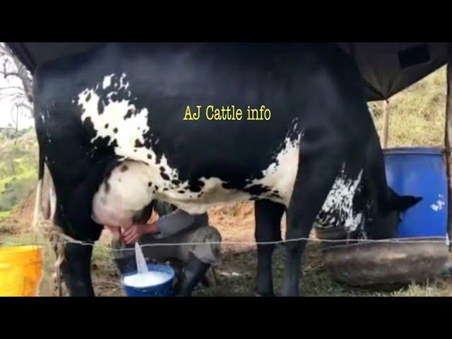 130 Kg Milk Girlando Cow Milking Video | Girlando Cow Farm in India | Girlando Gay | AJ Cattle info