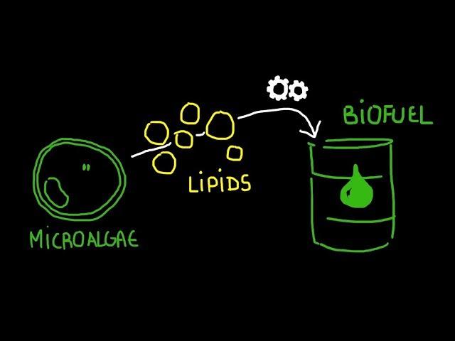 Micro-algae for tomorrow (Draw My PhD with Sakina Bensalem)