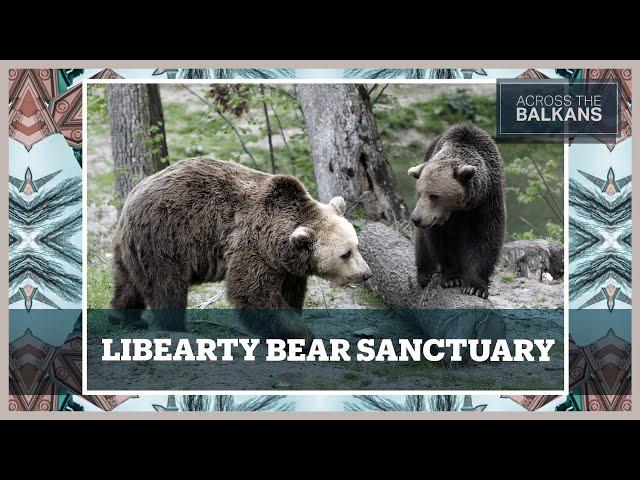 Liberty to heal: Romania’s refuge for rescued bears