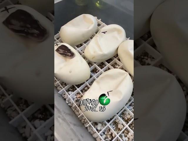  Hatching  #snakes #shorts  #ballpythons #royalpythons #molinarosnakelab #pets #sawa #pythons