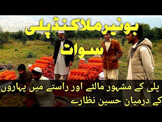 BUNER || MALAKAND || SAWAT پلی کے مشہور مالٹے اور راستے میں پہاروں کے درمیان  خسین نظارے