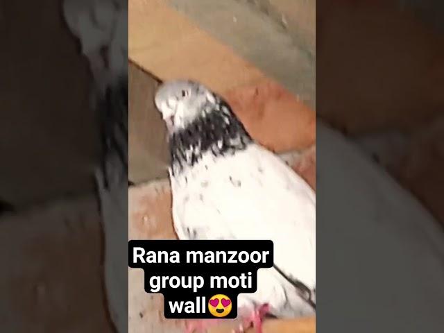 rana manzoor group #pigeons #pigeon #winbazi #kabootar #homingpigeons #channelsubscribe #yout