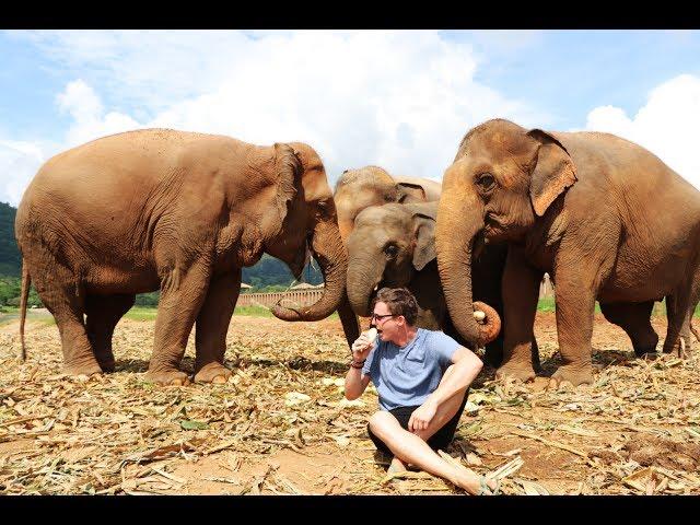 PLAYING WITH ELEPHANTS - Elephant Nature Park, Chiang Mai Thailand