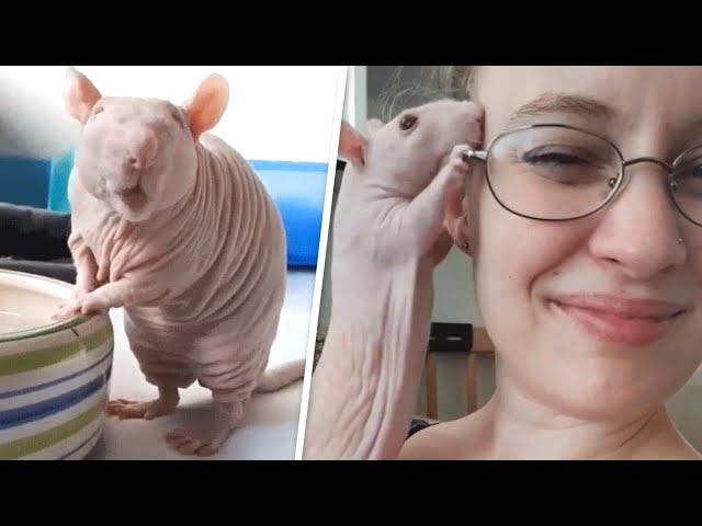 Woman adopted hairless rat that other rats found 'disgusting'