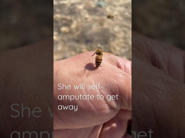 Ouch! Honey bee gets stuck to my hand #shorts