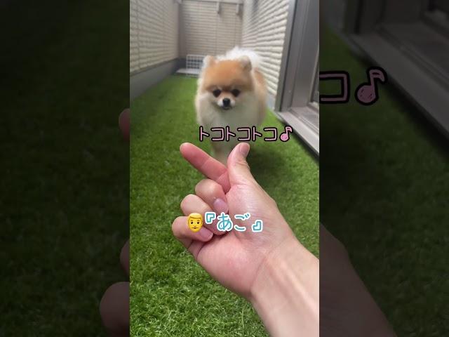 あごのせ大使#pomeranian #ポメラニアン #きなこ #小型犬 #dog #कुत्ता #विभिन्न #shorts #芸 #あごのせ