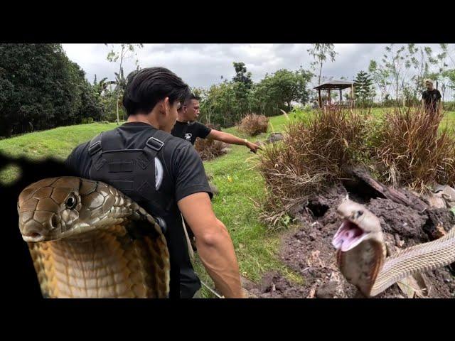 KING COBRA  AT TATLONG COBRA