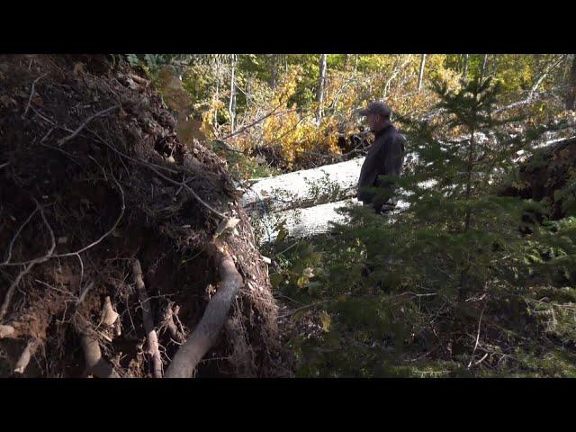 The impact of Fiona on the Maritimes' maple syrup industry