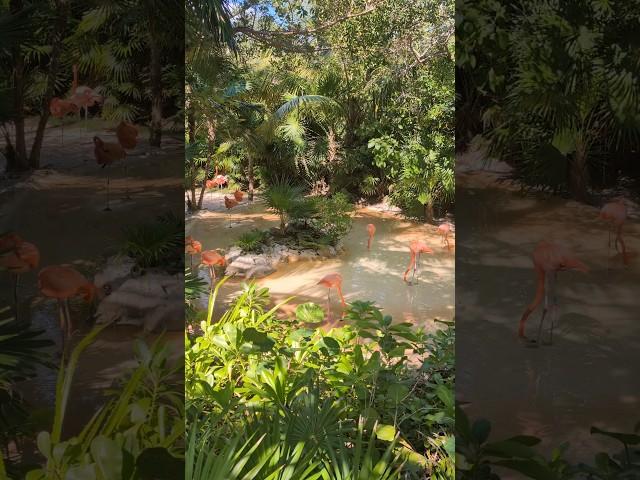 Welcome to Xcaret Park, Mexico #mexico #travel #xcaret #xcaretpark