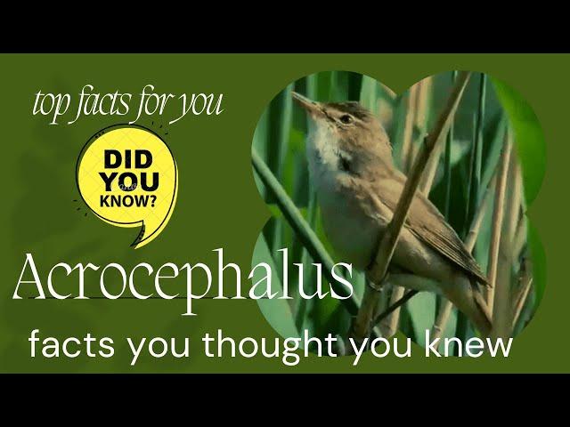 Acrocephalus Warbler facts 