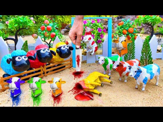 wadidau ‼️ proses potong sapi kurban | new cow video | new cow vlog | kerbau 89 | falak toys