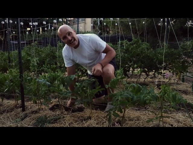 How I Support Big Tomato Plants with Rollerhooks