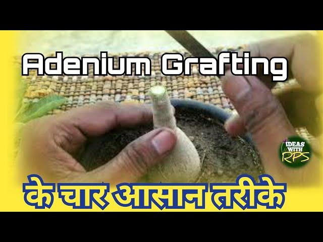 Adenium grafting (4 types) simplest and easy tricks to Graft desert roses