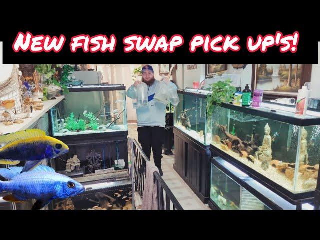 *NEW* FISH SWAP PICK UPS FOR MY 90 GALLON AQUARIUM!