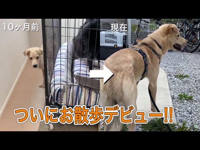 ついにお散歩に行けるようになった保護犬るいの10ヶ月間の記録