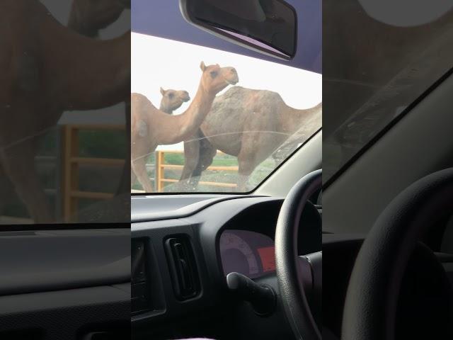Camel #camels
