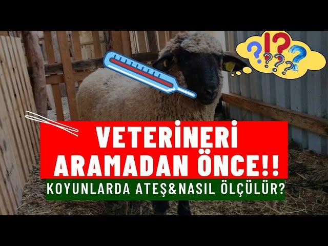 Veterineri Aramadan Önce Ne Yapmalı: Koyunlarda Ateş Ölçme