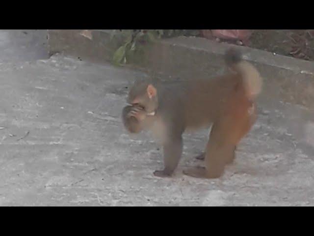Monkey dabs XD